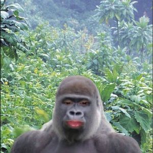 Meet your Posher, Stella